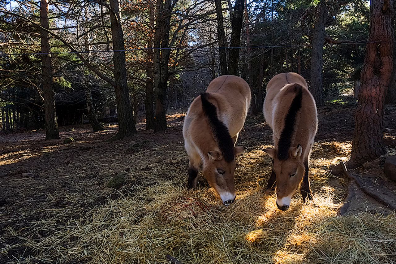 Caballo de Przewalsky
