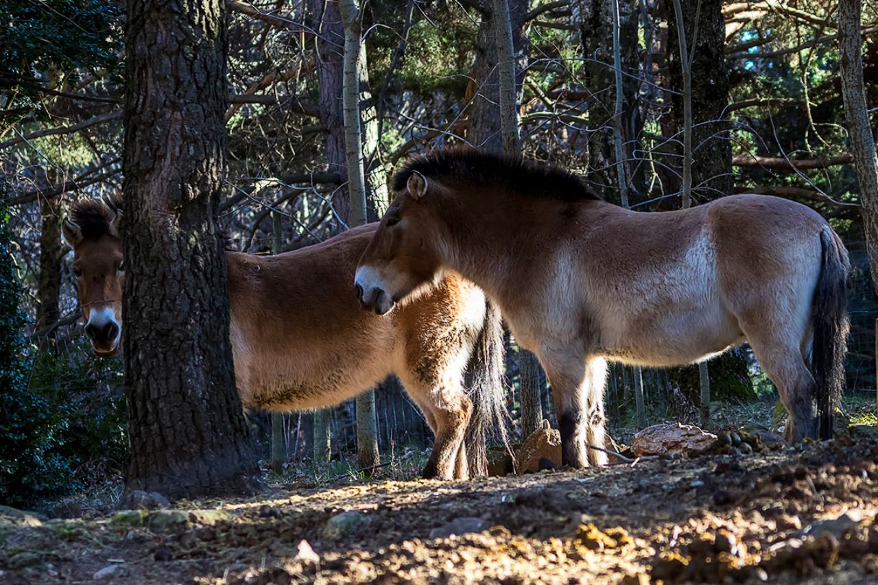 Caballo de Przewalsky