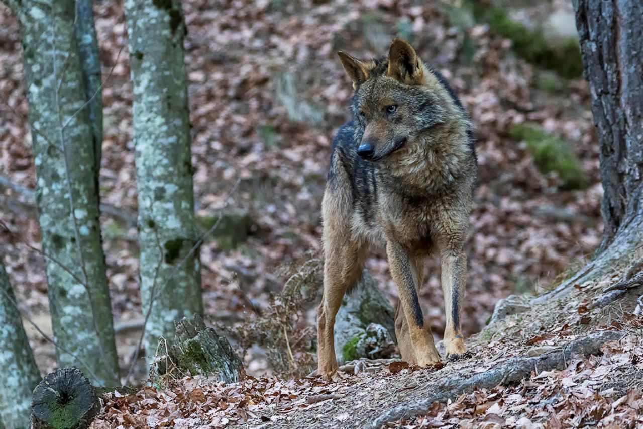 Lobo ibérico