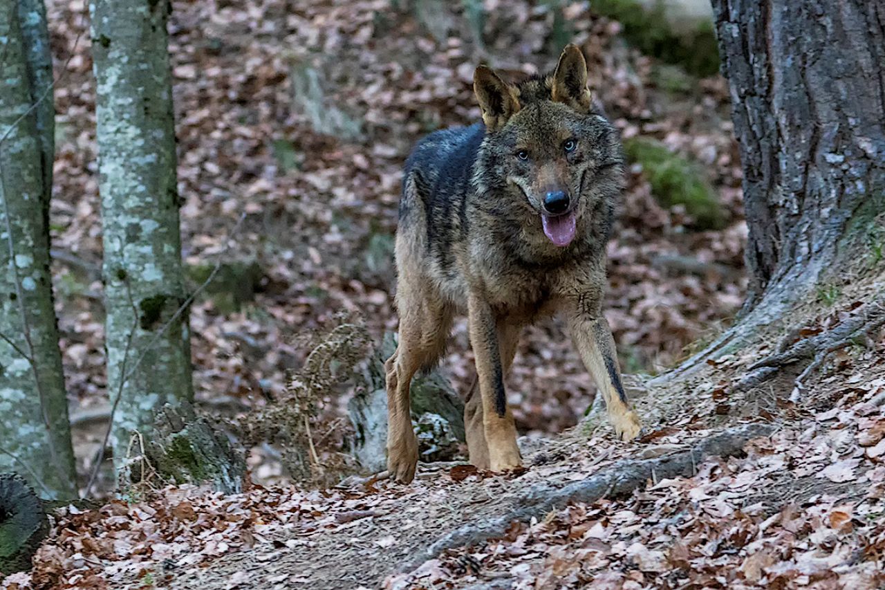 Lobo ibérico