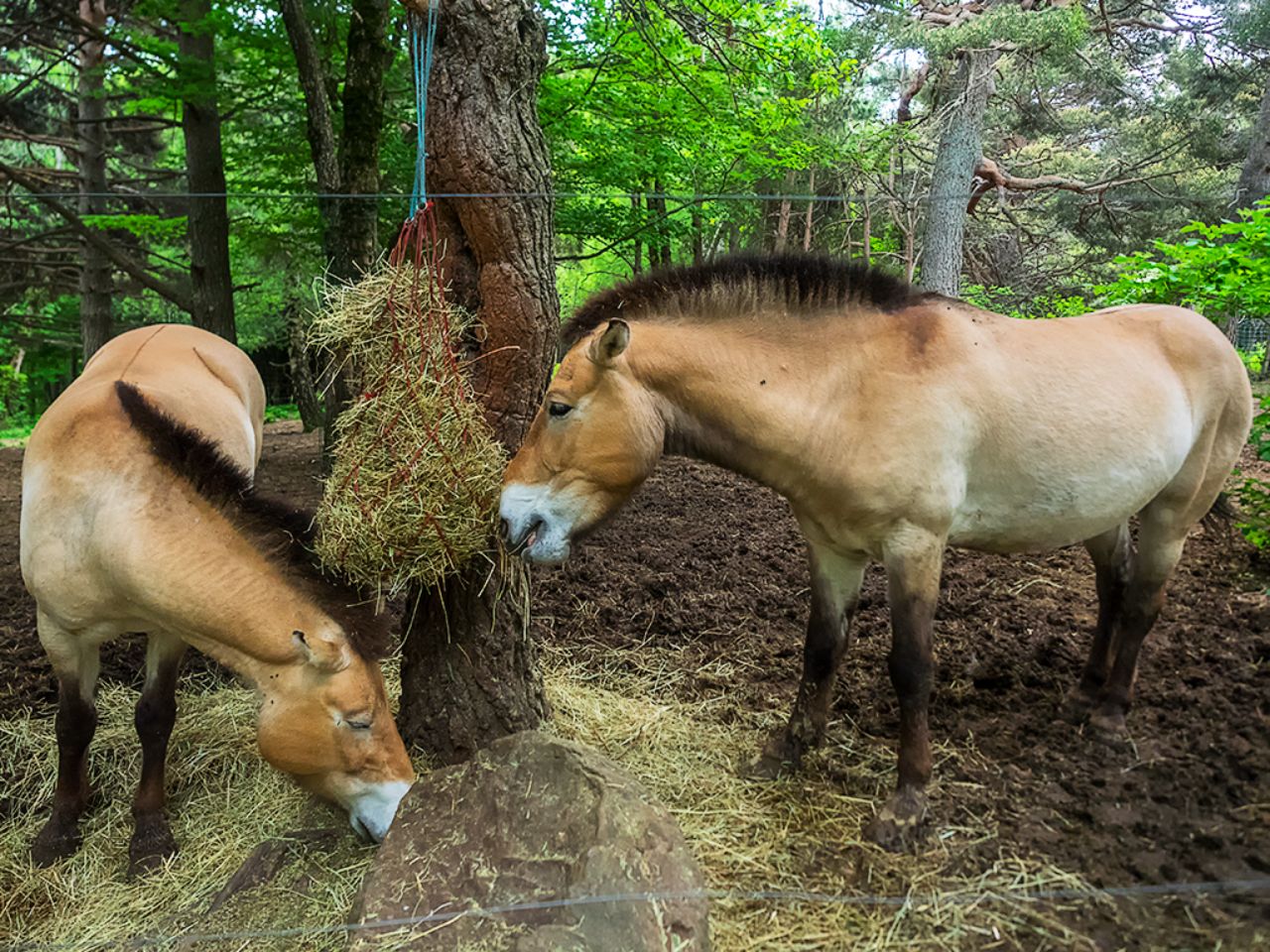 Caballo de Przewalsky