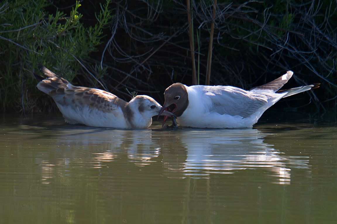 Gaviota reidora
