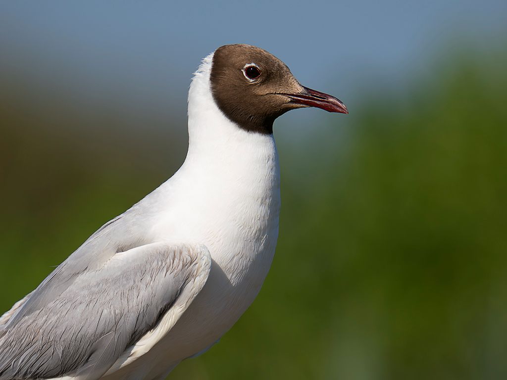Gaviota reidora
