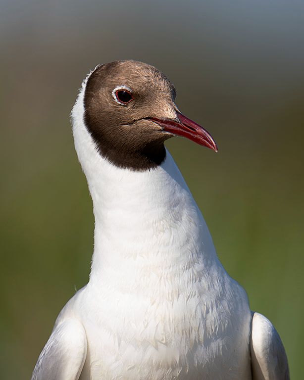 Gaviota reidora