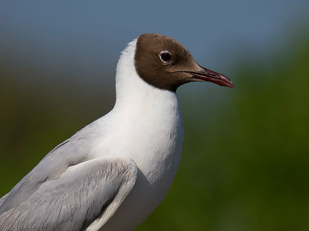 Gaviota reidora