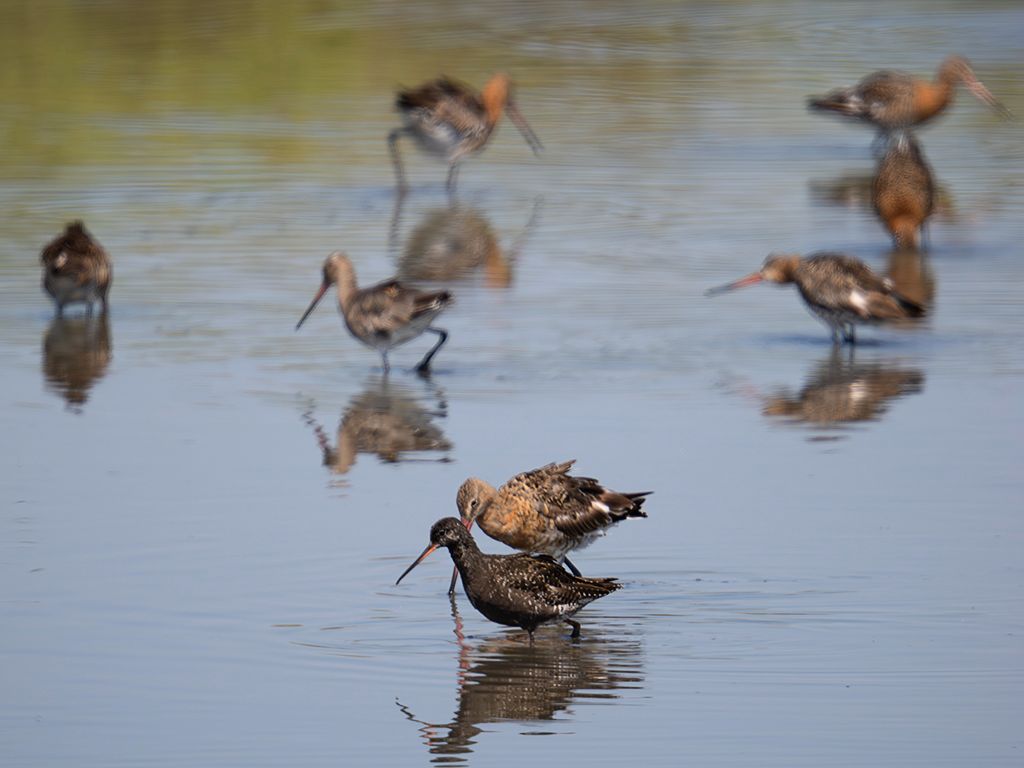 Aguja colinegra y archibebe oscuro