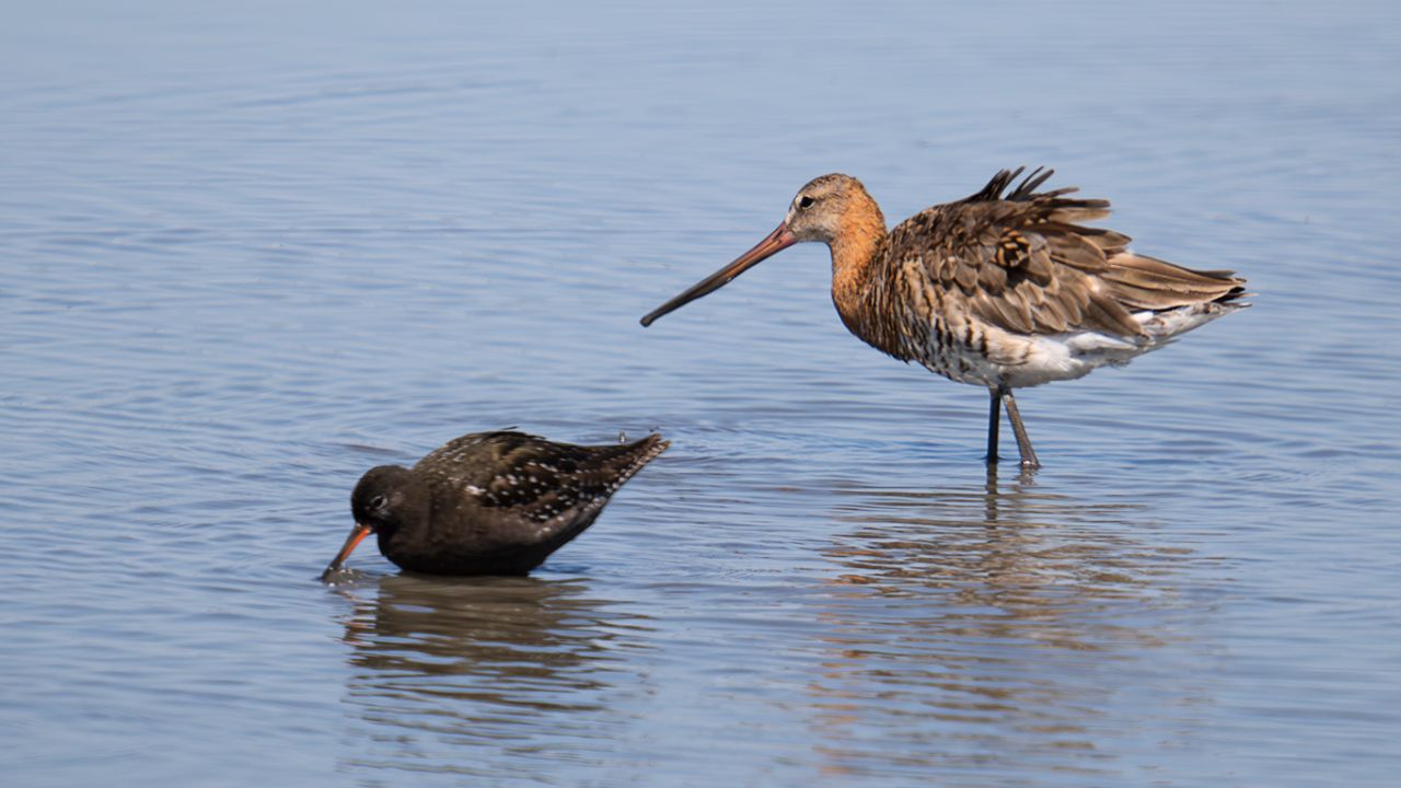 Aguja colinegra y archibebe oscuro