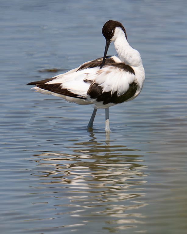 Avoceta