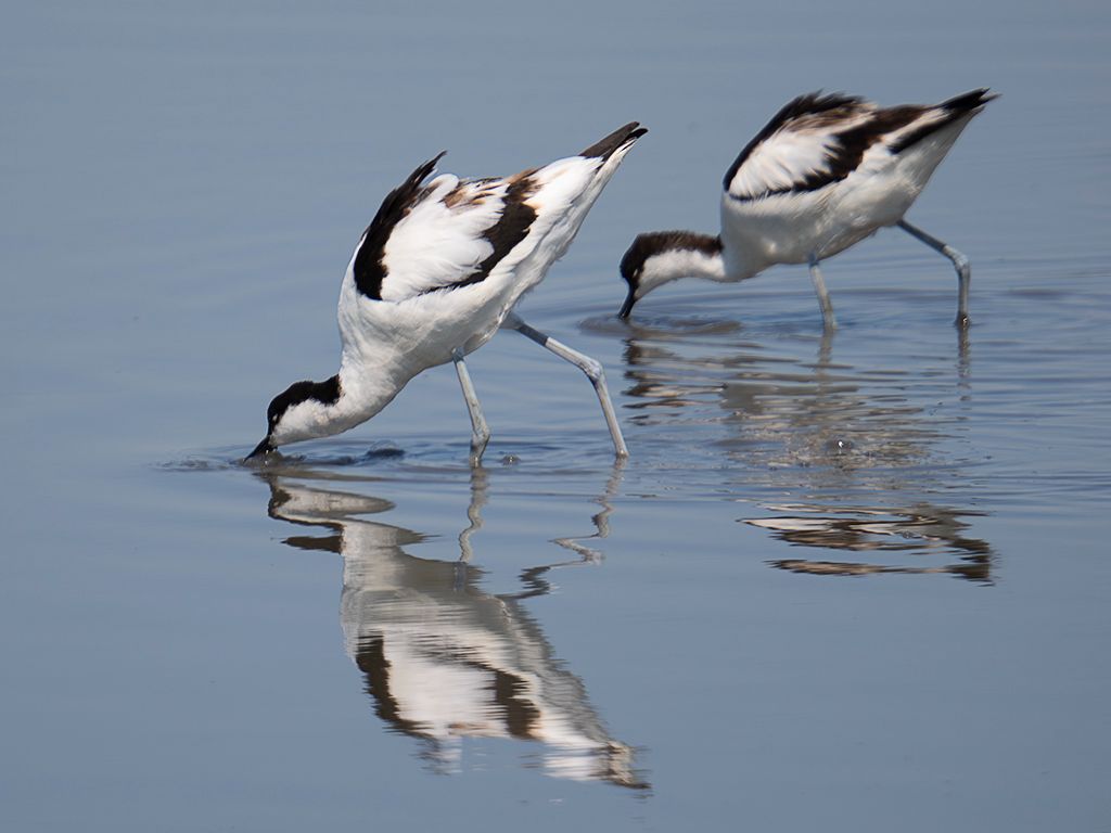 Avocetas