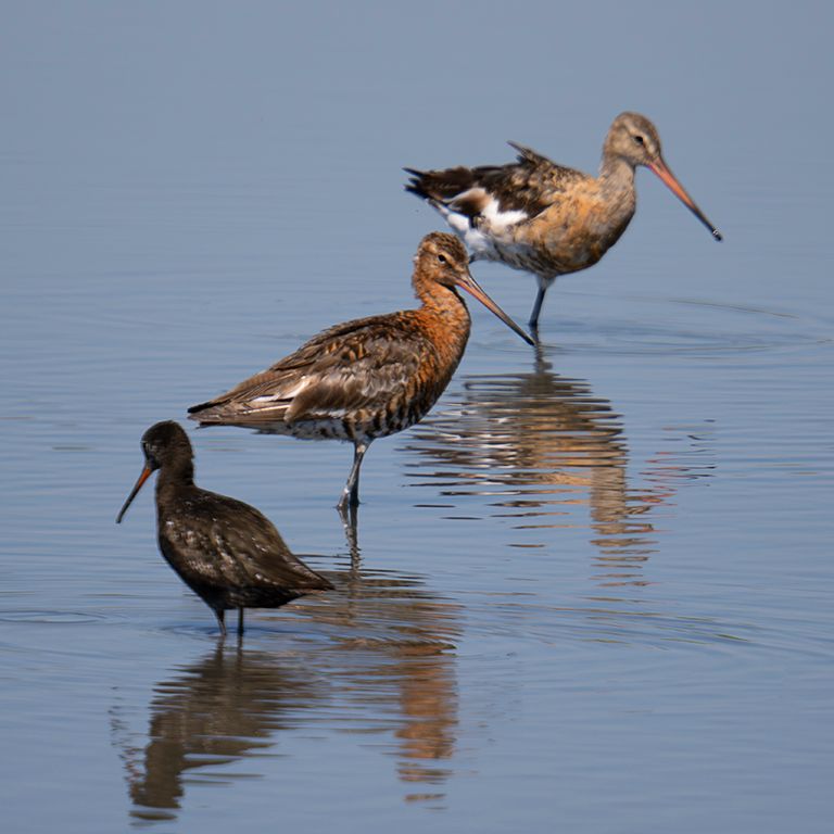 Aguja colinegra y archibebe oscuro
