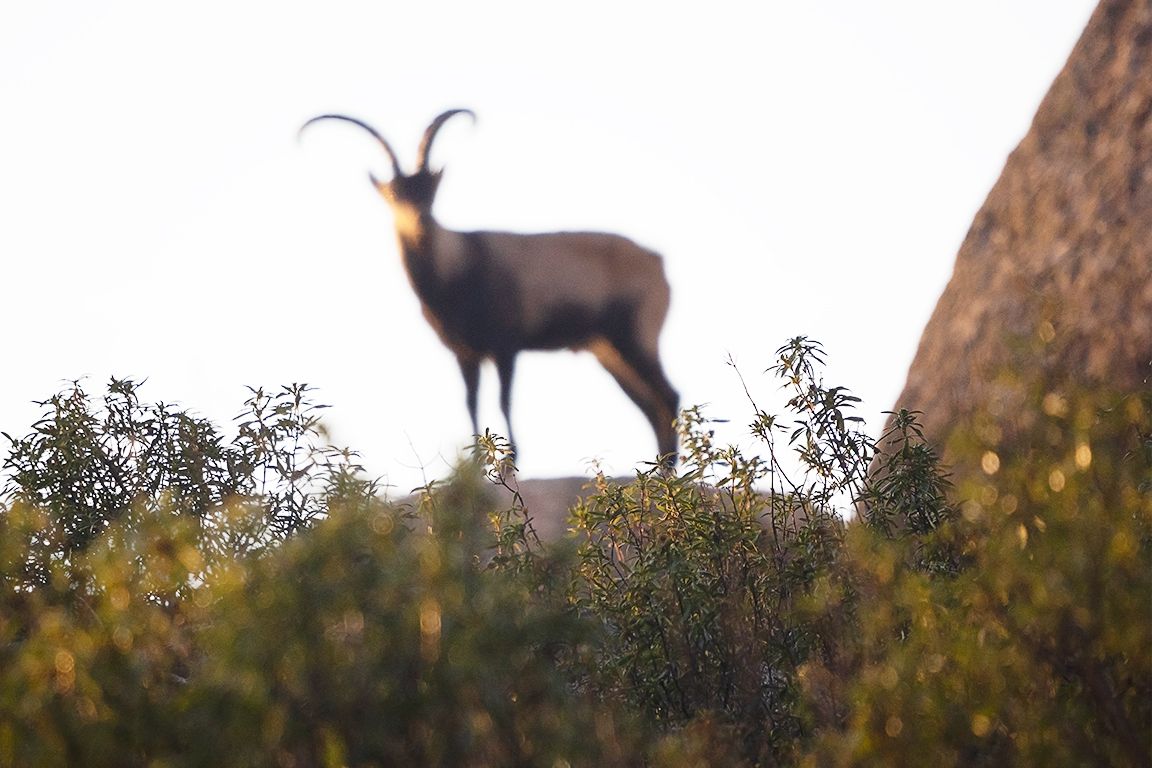 En ocasiones veo cabras...