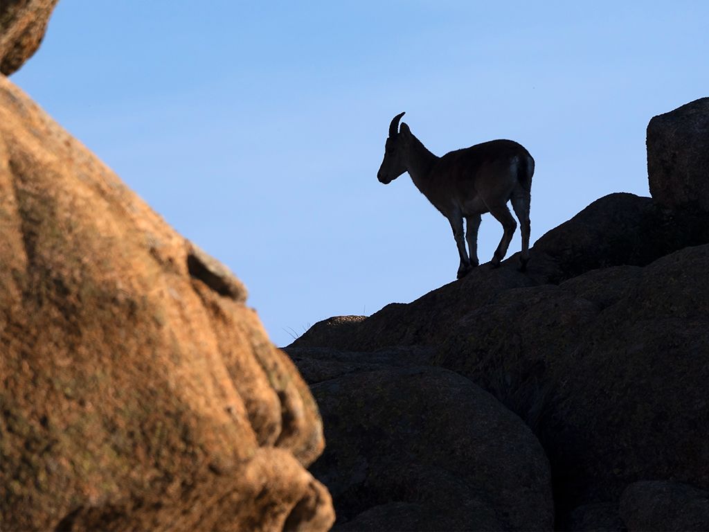 Jugando con las siluetas