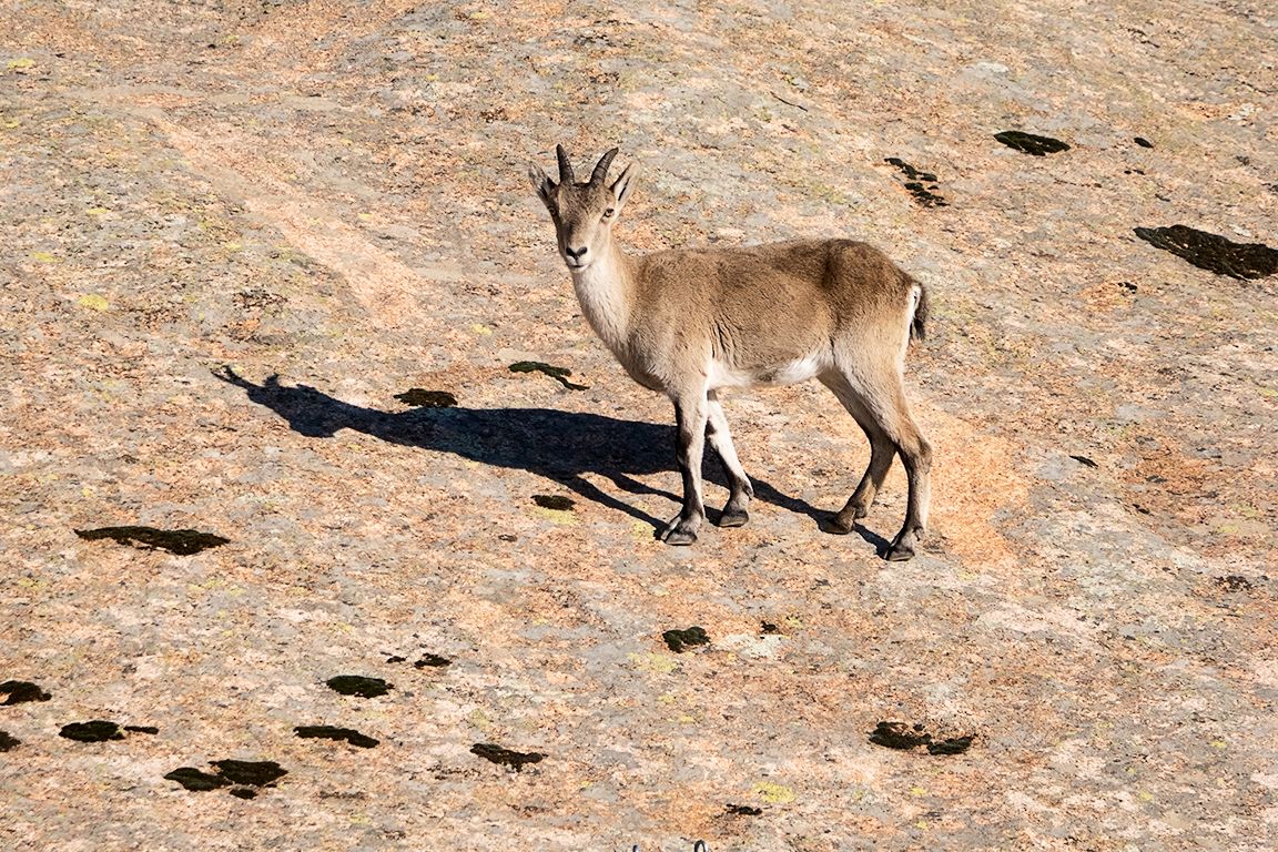 Jugando con las sombras