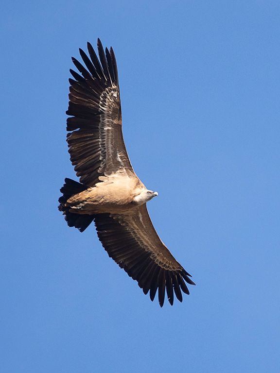 Y cómo no, su majestad el leonado