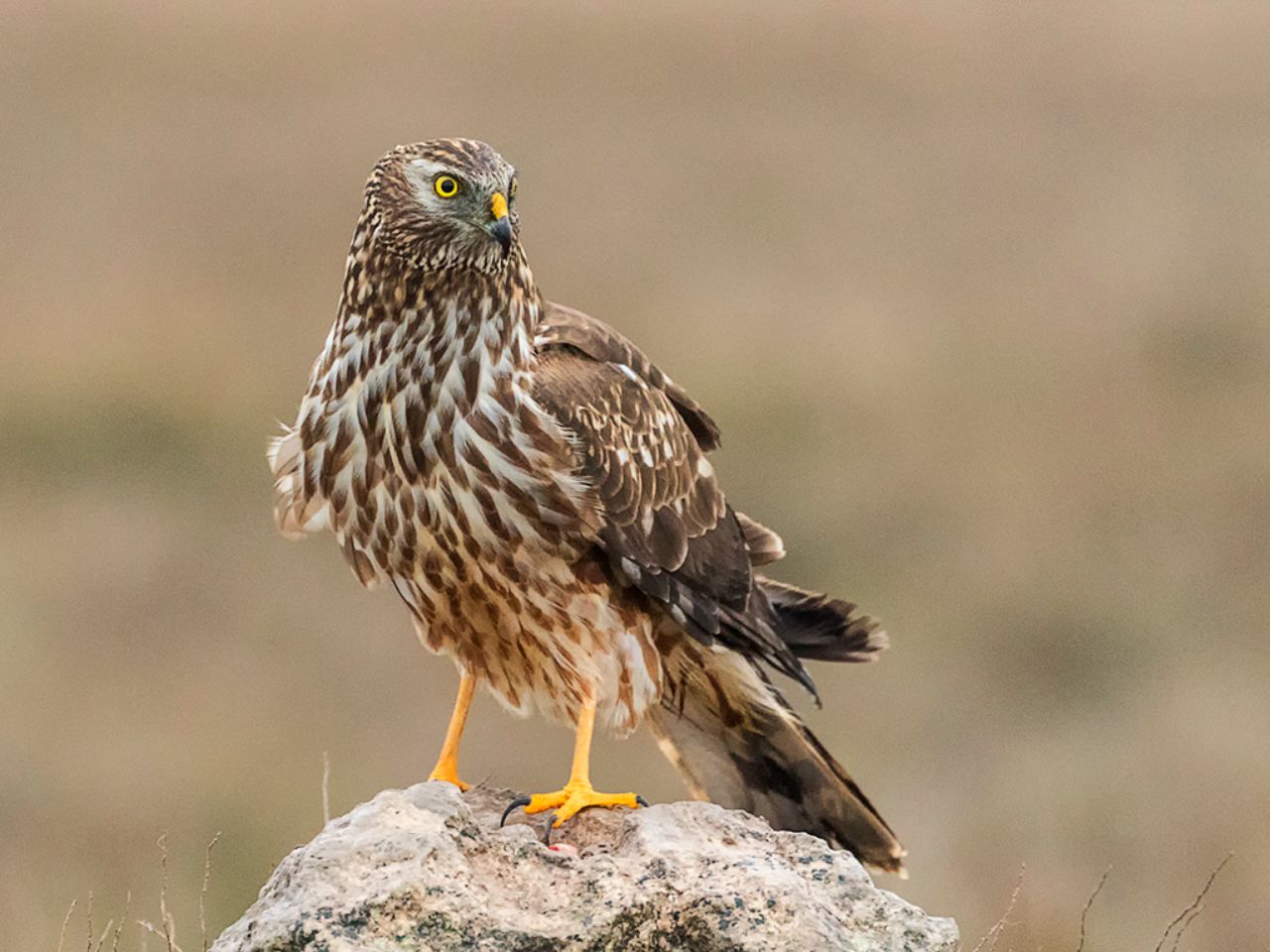 Hembra de aguilucho pálido