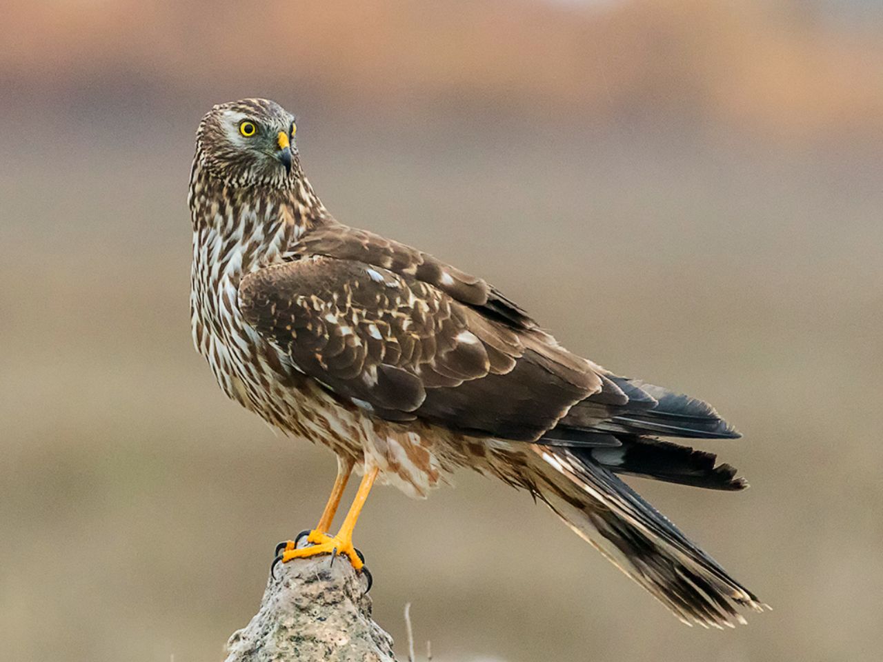 Hembra de aguilucho pálido