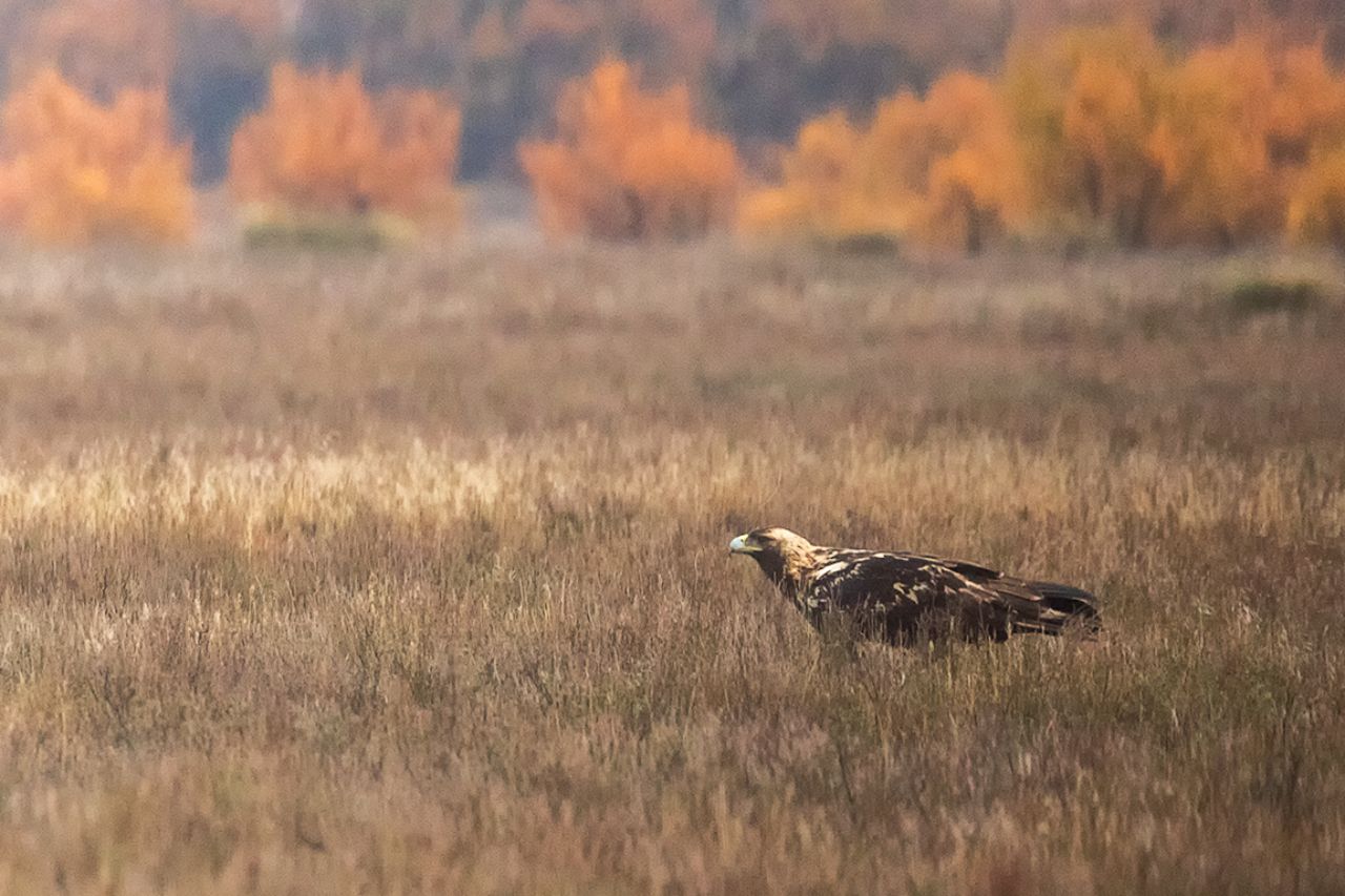 Águila imperial ibérica