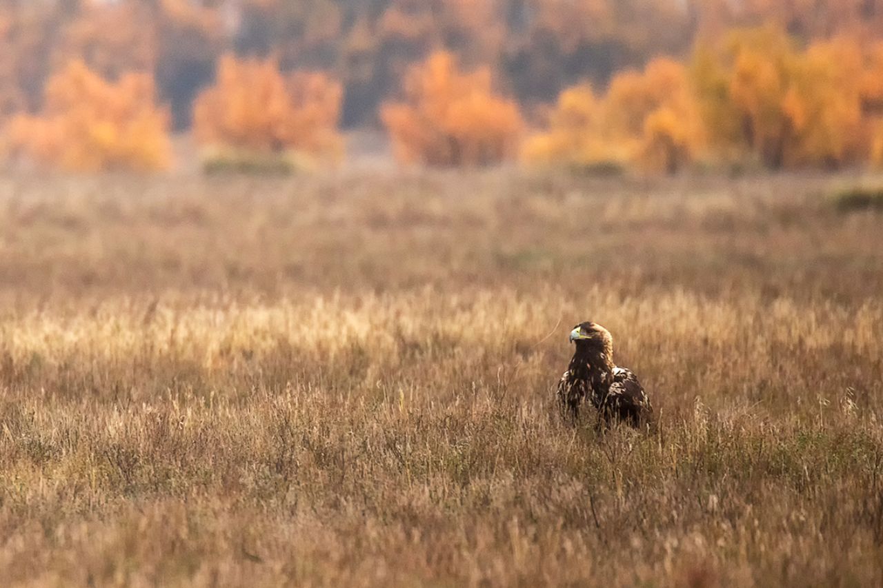 Águila imperial ibérica