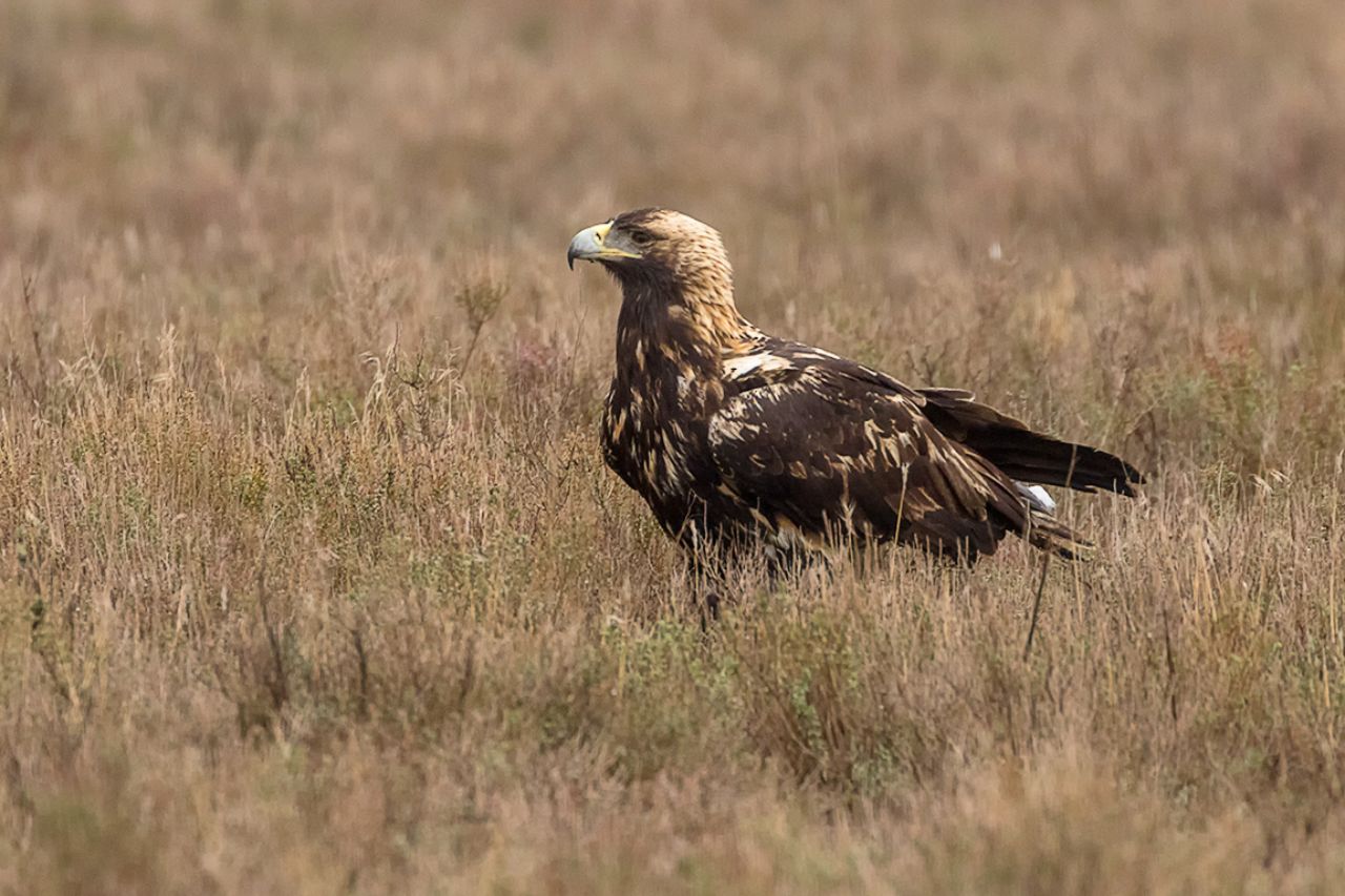 Águila imperial ibérica