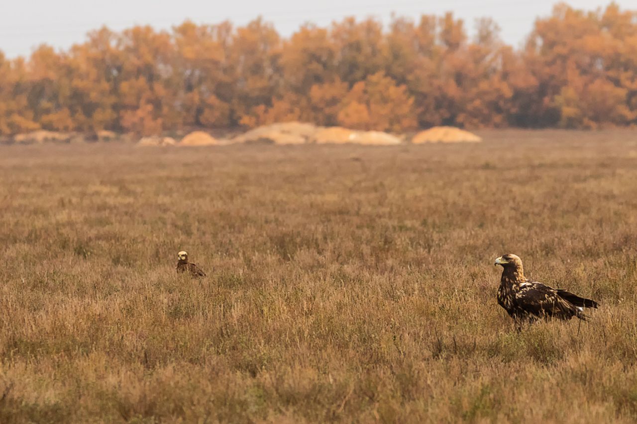 Águila imperial ibérica