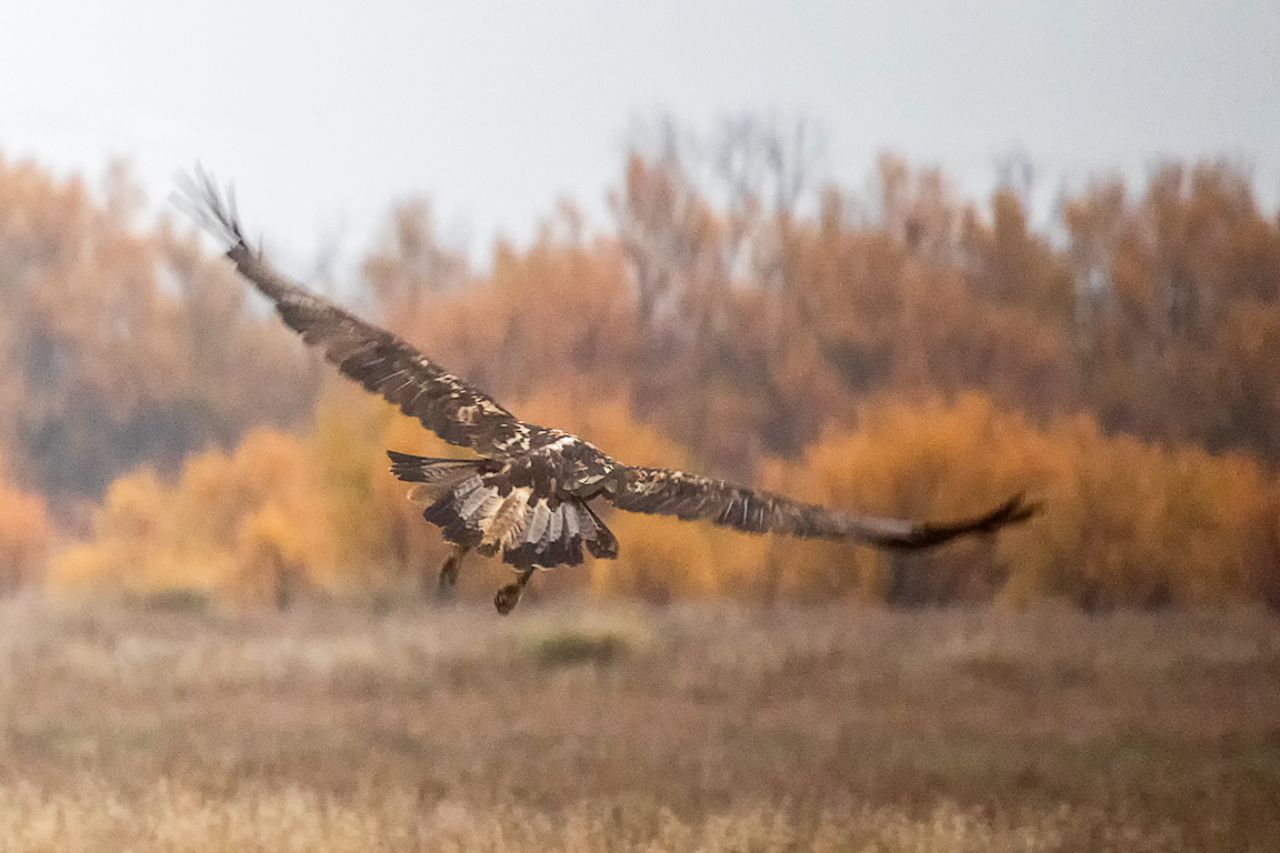Águila imperial ibérica
