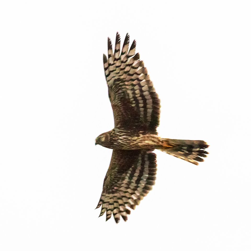 Hembra de aguilucho pálido