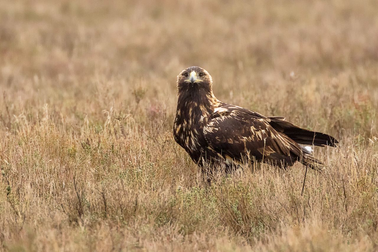 Águila imperial ibérica
