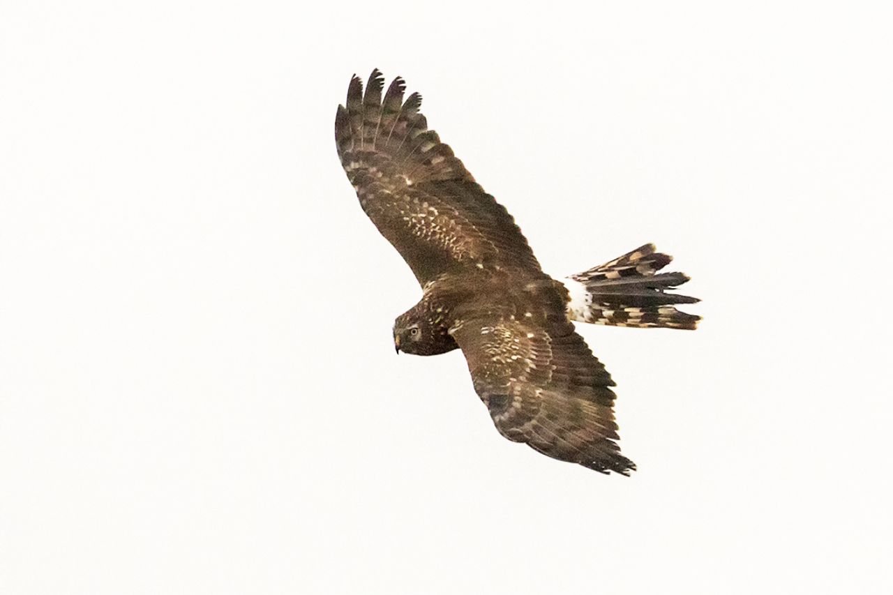 Hembra de aguilucho pálido