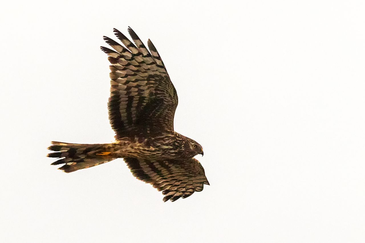 Hembra de aguilucho pálido