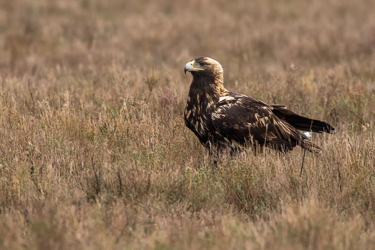 Águila imperial ibérica