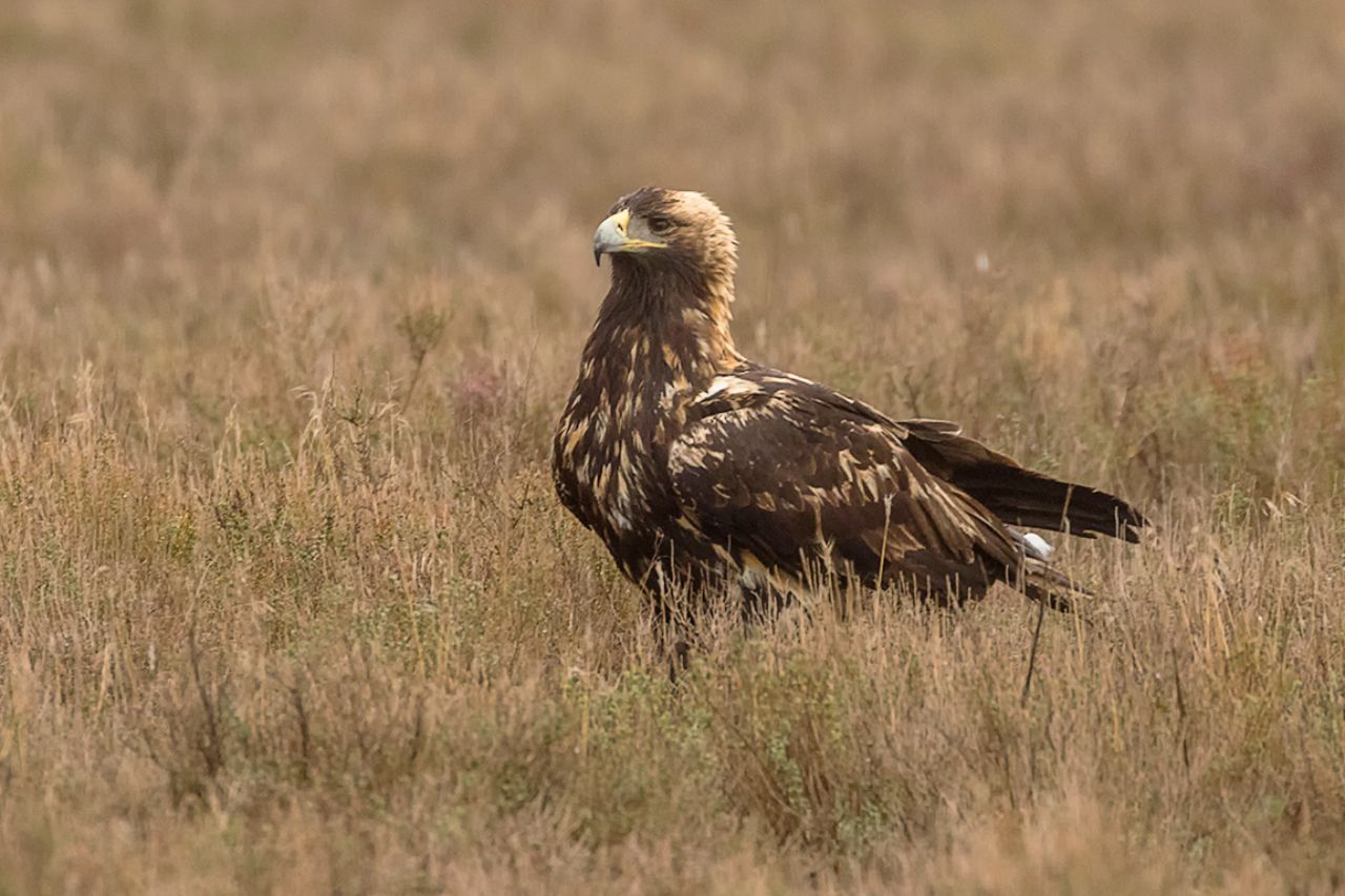 Águila imperial ibérica