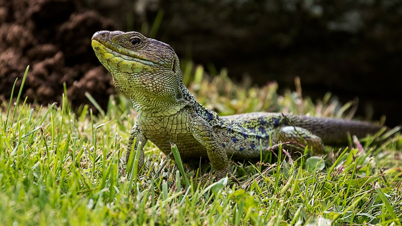 Lagarto ocelado