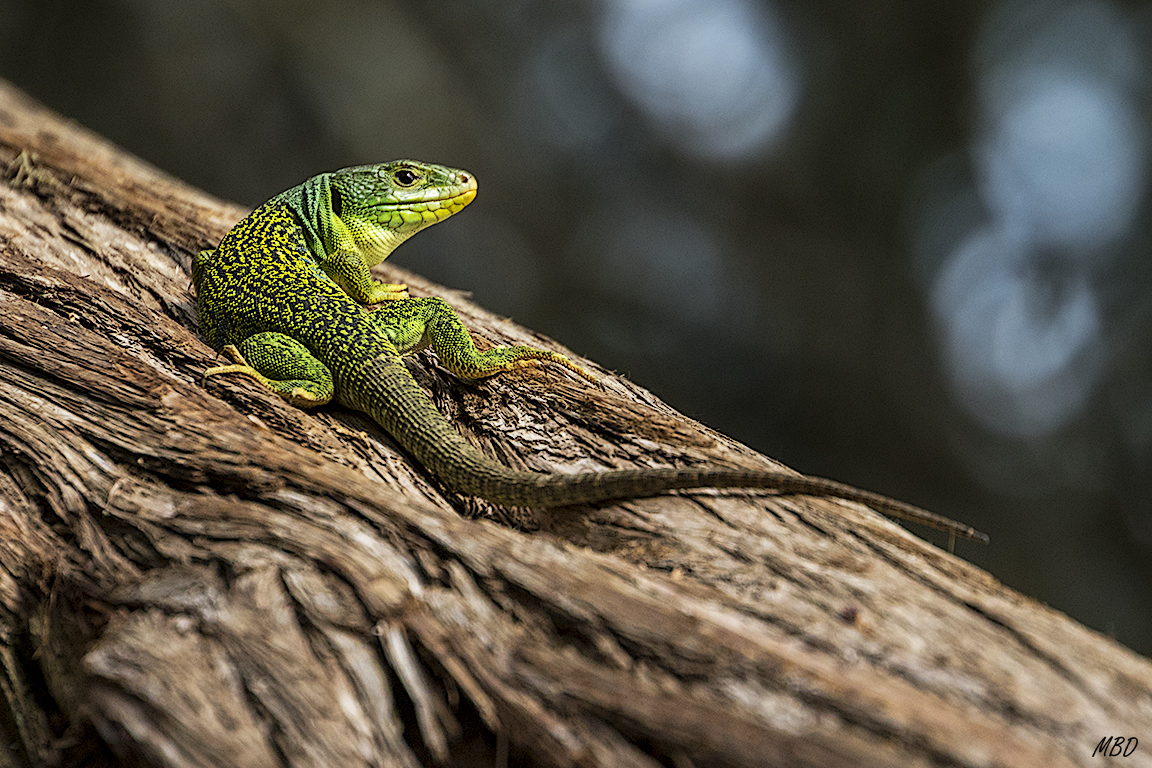 Sabinar de Calatañazor, jun17