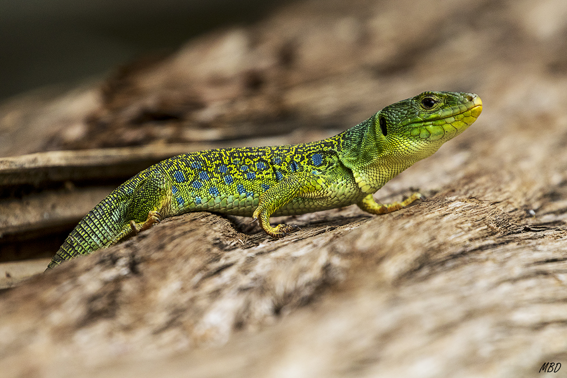Sabinar de Calatañazor, jun17