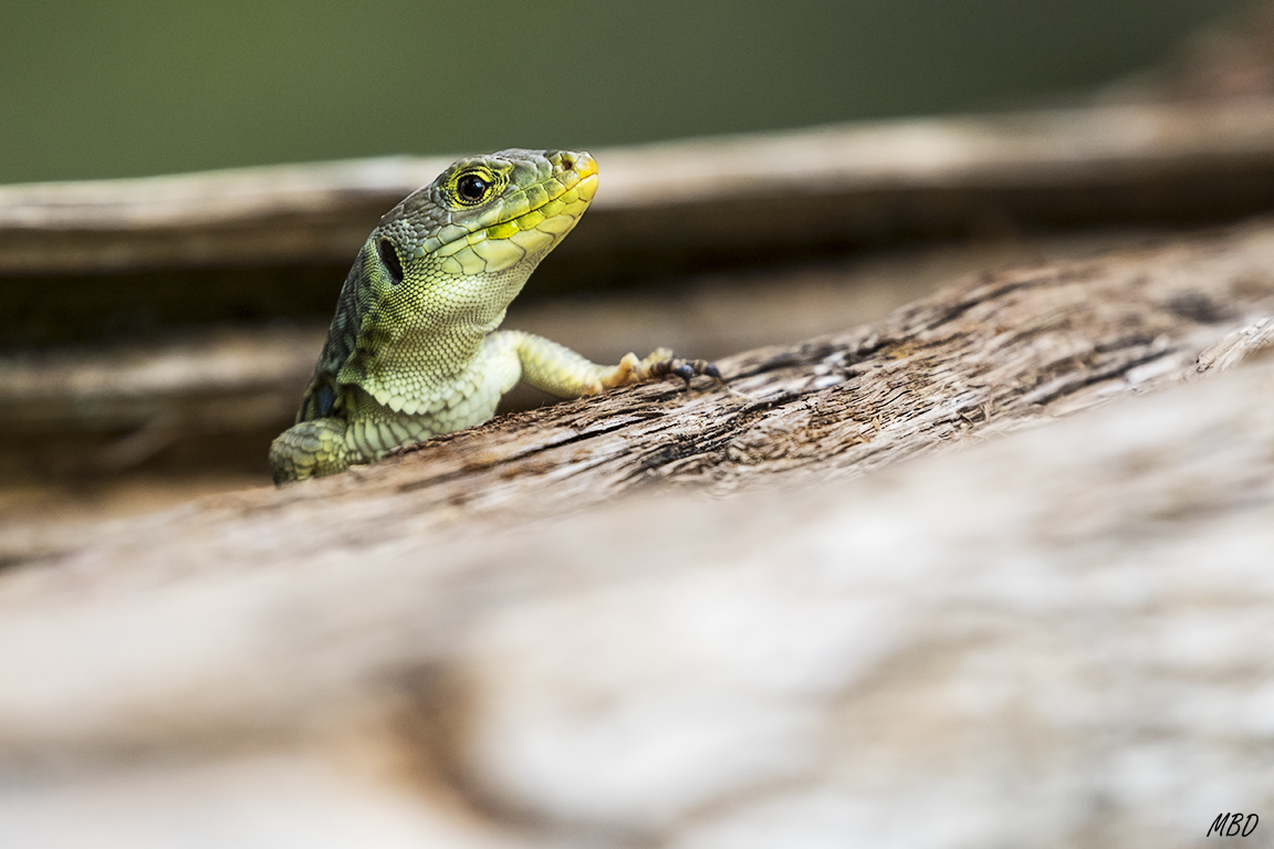 Sabinar de Calatañazor, jun17