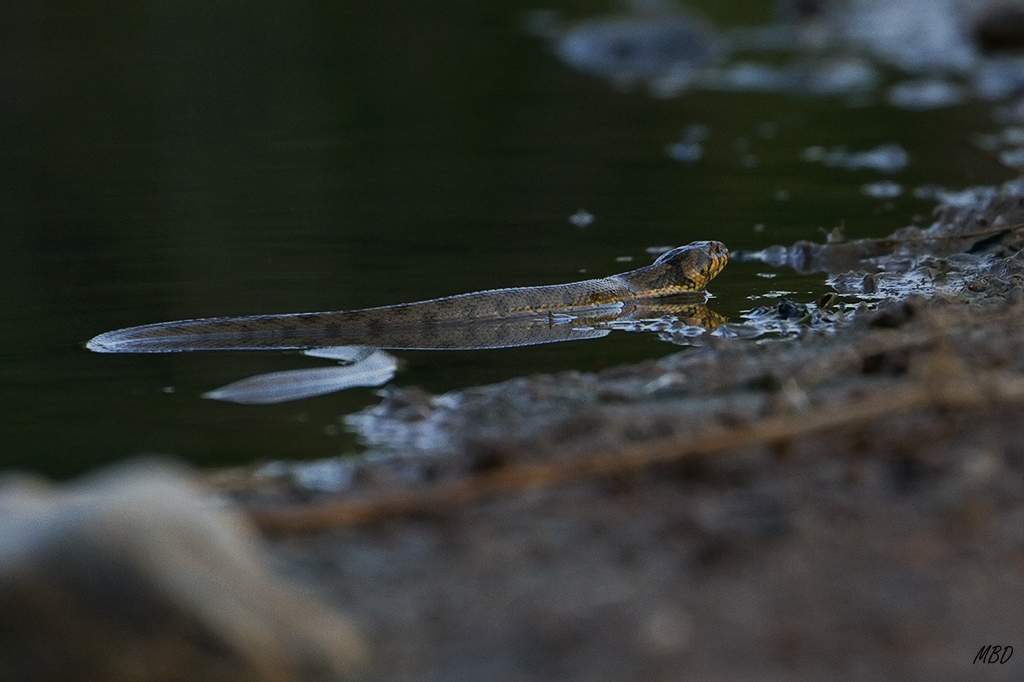 Río Almanzora, ago2015. Pasó a mi lado y sólo la vi cuando se alejaba...