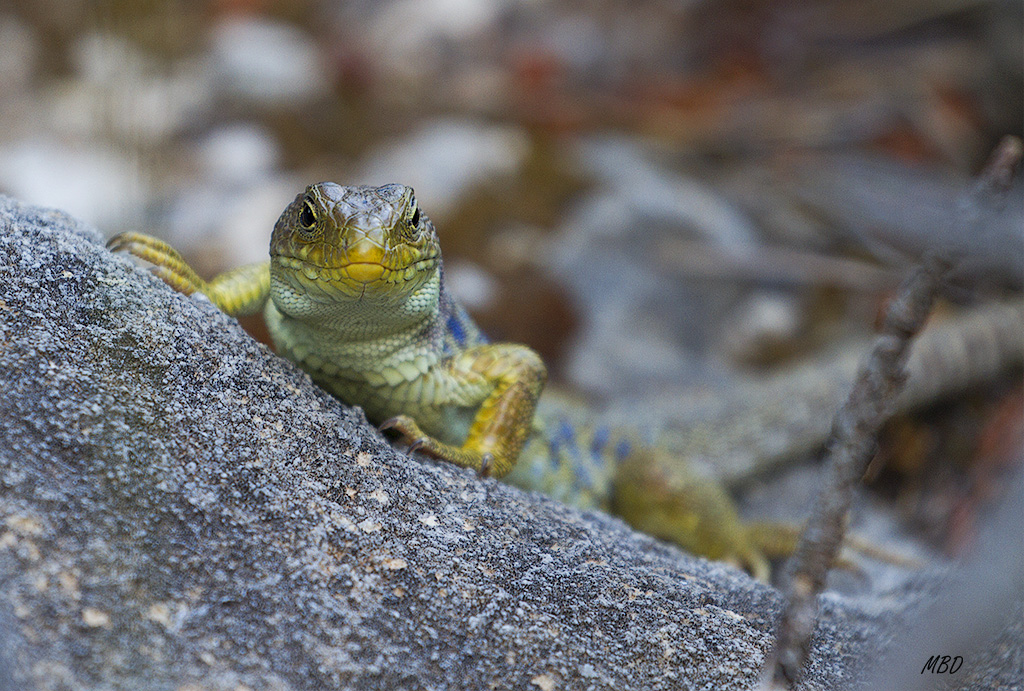 Cazorla, jul2015. Acecho.