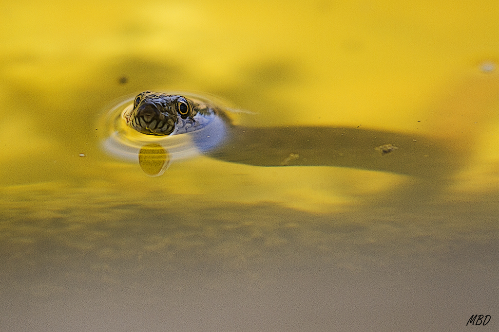 Hide-bebedero, jul2016