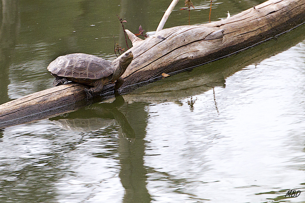 El Pardo, oct2015. Tomando el sol.