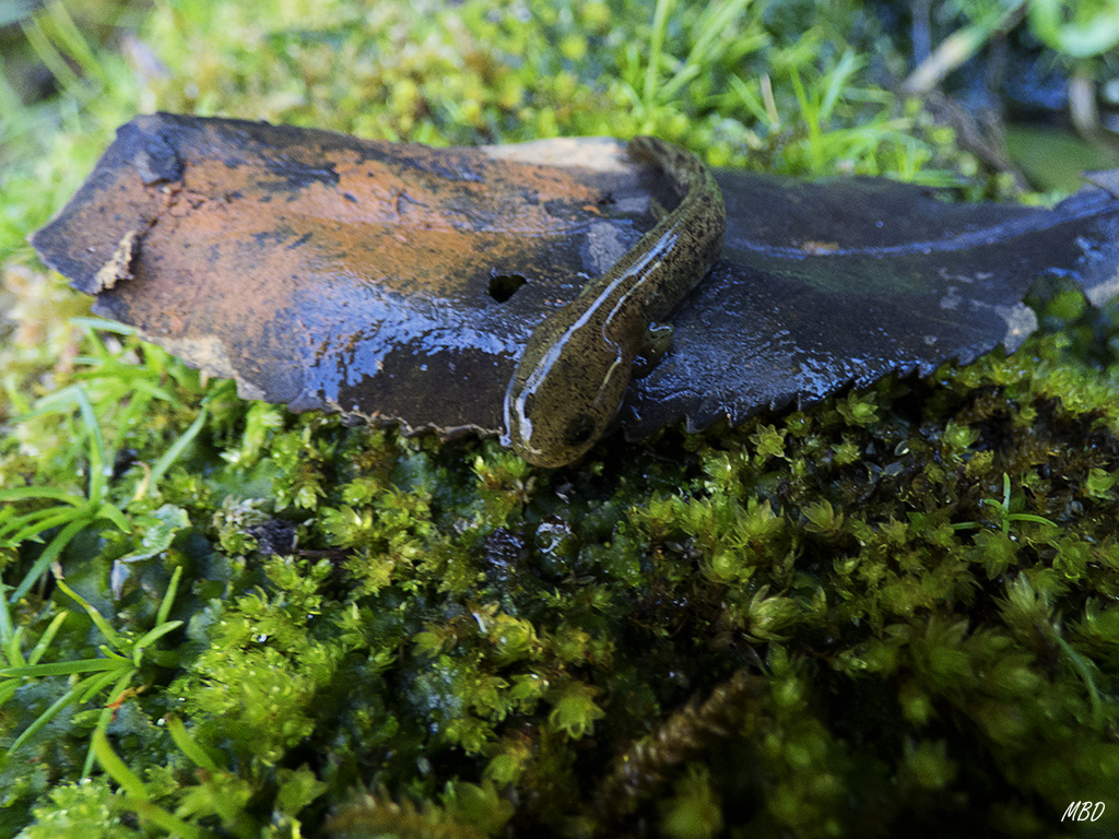 Monfragüe, mar2016.