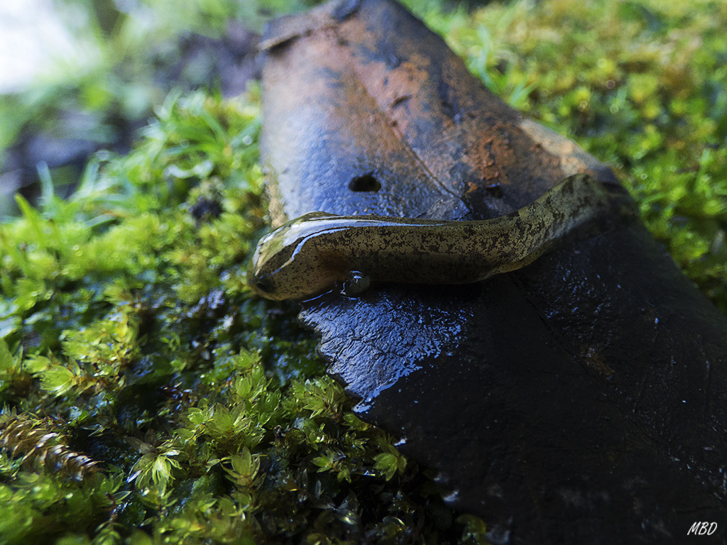 Monfragüe, mar2016.