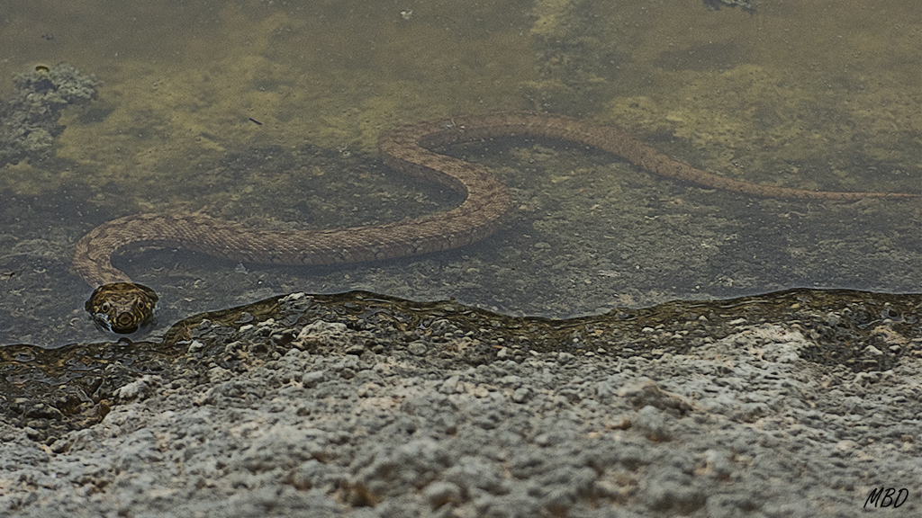 Hide-bebedero, jul2016