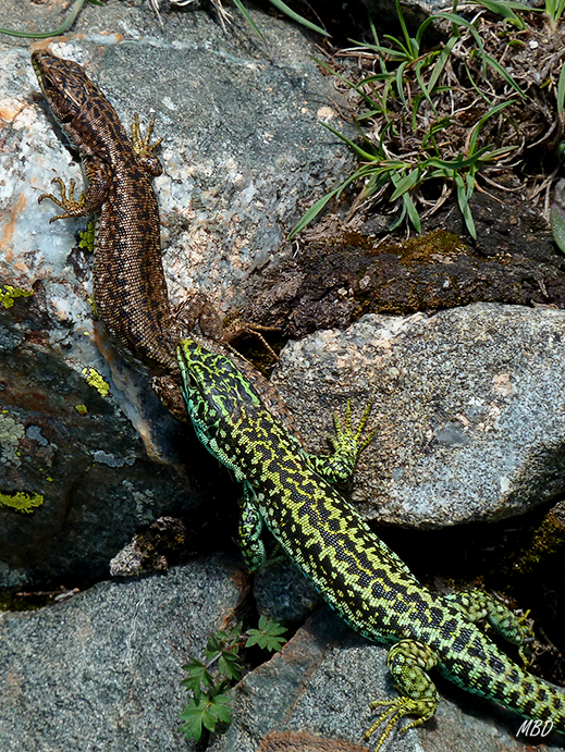 Guadarrama, jun2014. El rudo cortejo.
