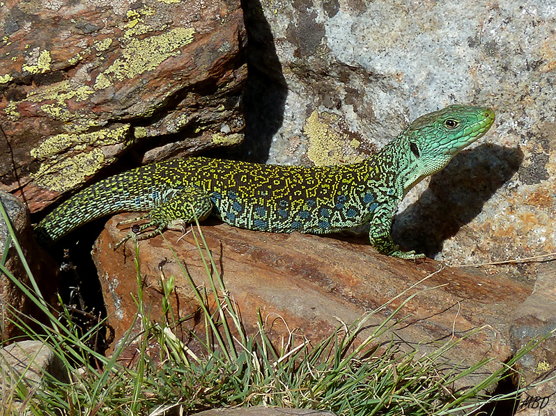 Guadarrama, jul2014. Soleándose.