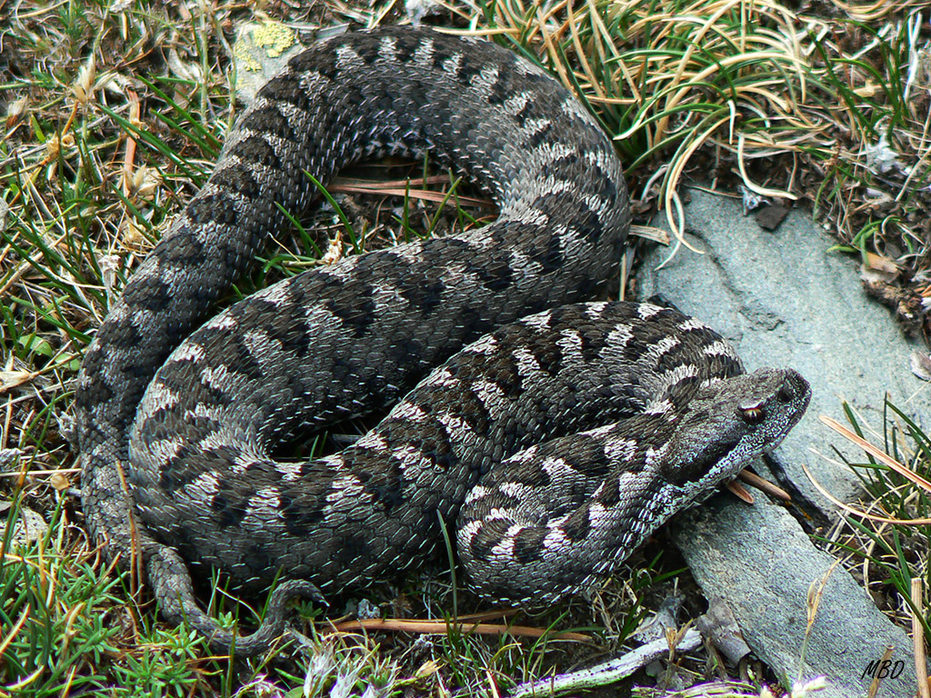 Guadarrama, ene2014. Impresiona.