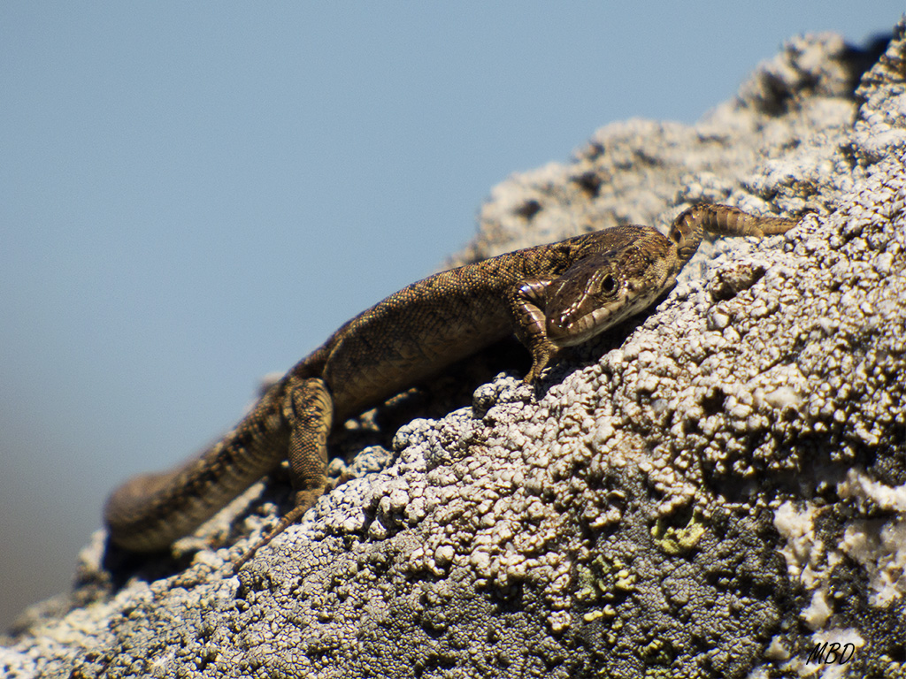 Guadarrama, abr2015. Me gustó la diagonal, a pesar de la luz tan dura.