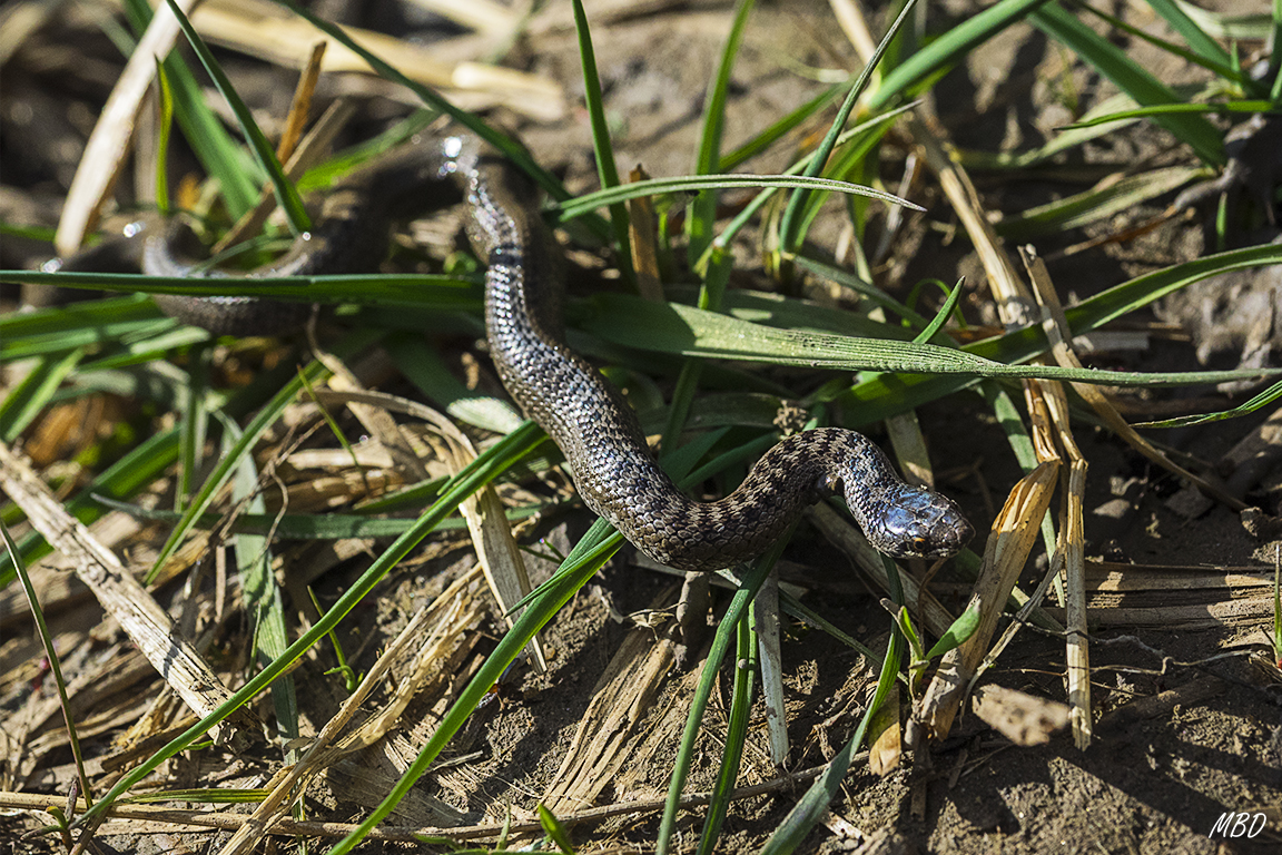 Sierra de Ayllón, abr2017