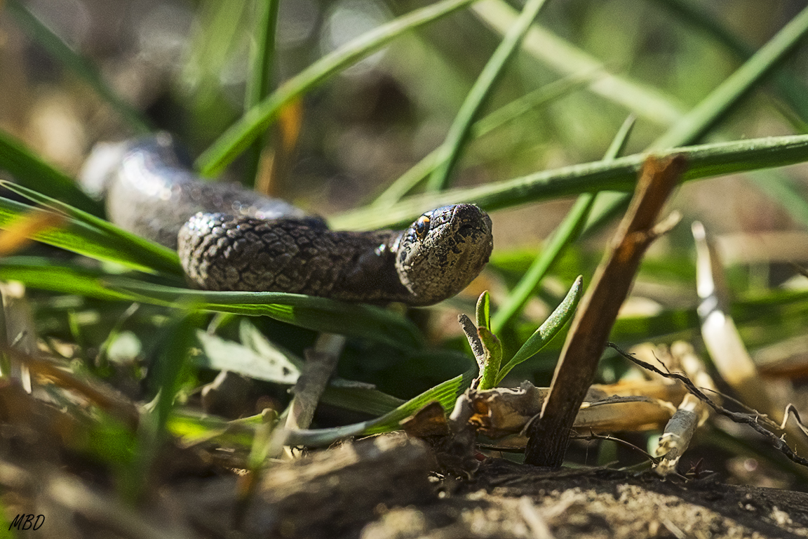 Sierra de Ayllón, abr2017