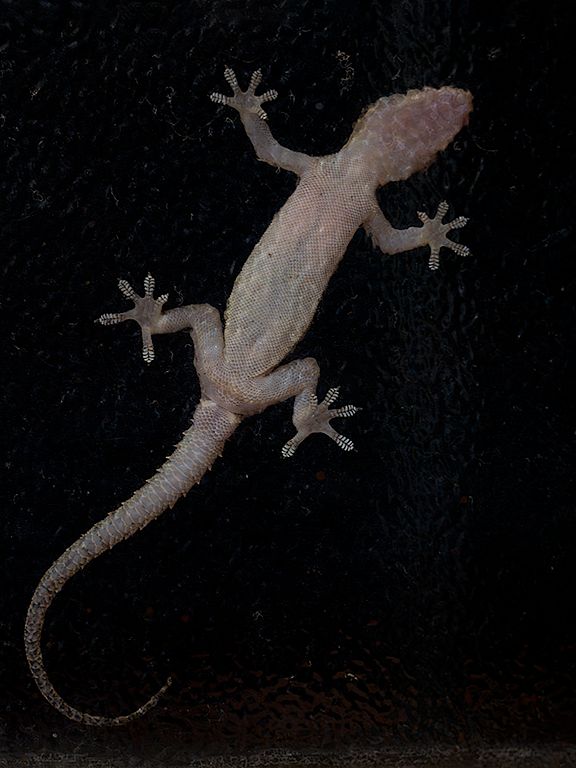 Salamanquesa africana