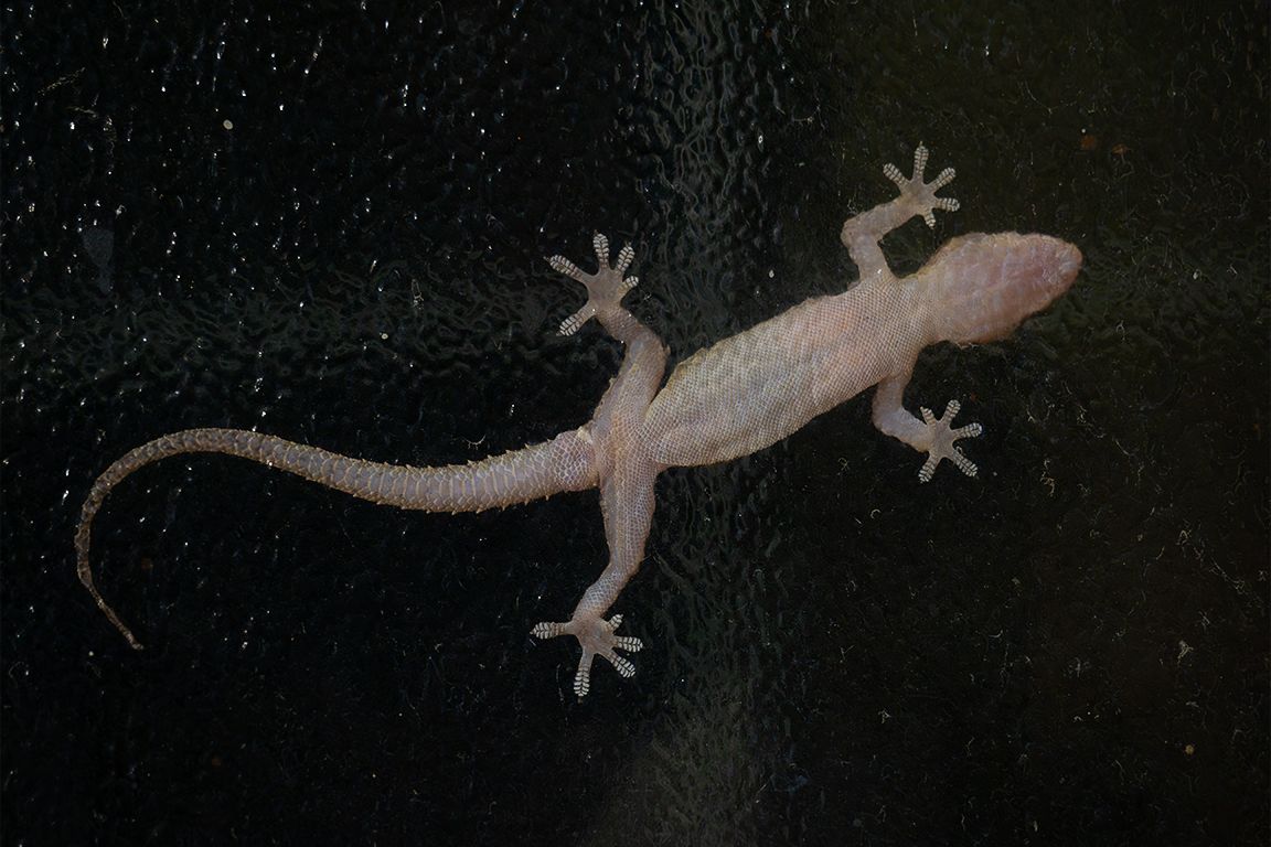 Salamanquesa africana